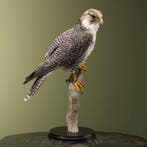 Hybride Valk Taxidermie Opgezette Dieren By Max, Ophalen of Verzenden, Opgezet dier
