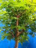 Bonsaï Érable de Bürger (Acer buergerianum) - Hauteur