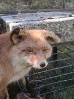 Renard roux Support de corps entier pour taxidermie - Vulpes