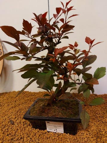 Malus diablo rouge - Hoogte (boom): 27 cm - Diepte (boom):