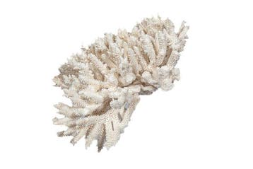 Uitzonderlijke Oculina (Budding Coral) op plexiglasbasis -, Verzamelen, Nieuw