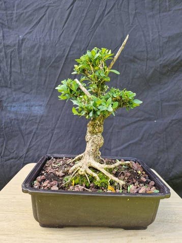 Bonsaï Buis (Buxus sempervirens) - Hauteur (arbre) : 30 cm -