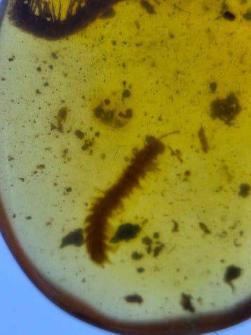 Birmese barnsteen - Barnsteen - Burmese Amber with Large