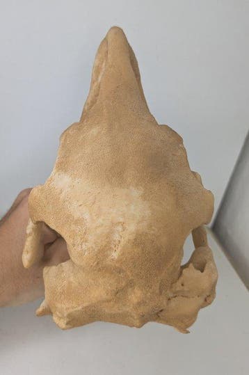 Fossiel - Fossiele schedel - Skull of Giant Moa (Dinornis