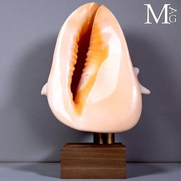 Casque cornu - Coquille marine - Cassis cornuta - Socle, Antiquités & Art