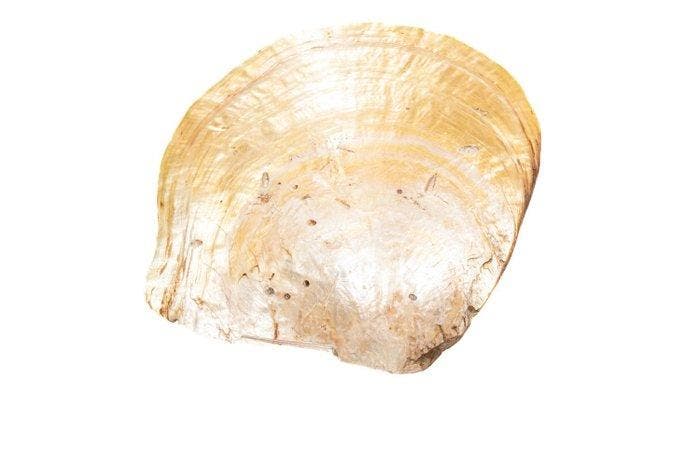 Spectaculair reusachtige goudlipparelmossel (Pinctada, Antiek en Kunst, Curiosa en Brocante