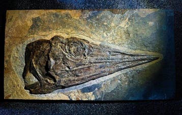 Fossiele matrix - Ichthyosauria - 29 cm