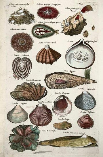 Matthäus Merian (b1593) Hand coloured folio - Sea Shells: