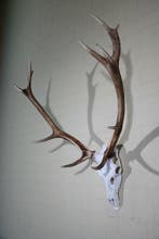 Large Red Stag Trophy Schedel - Cervus elaphus - 60 cm - 115, Verzamelen, Nieuw