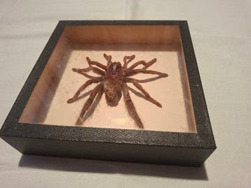 vogelspin Taxidermie wandmontage - Theraphosidae sp. - 14 cm