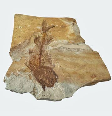 Vis - Gefossiliseerd dier - Fossil Fish from China, Verzamelen