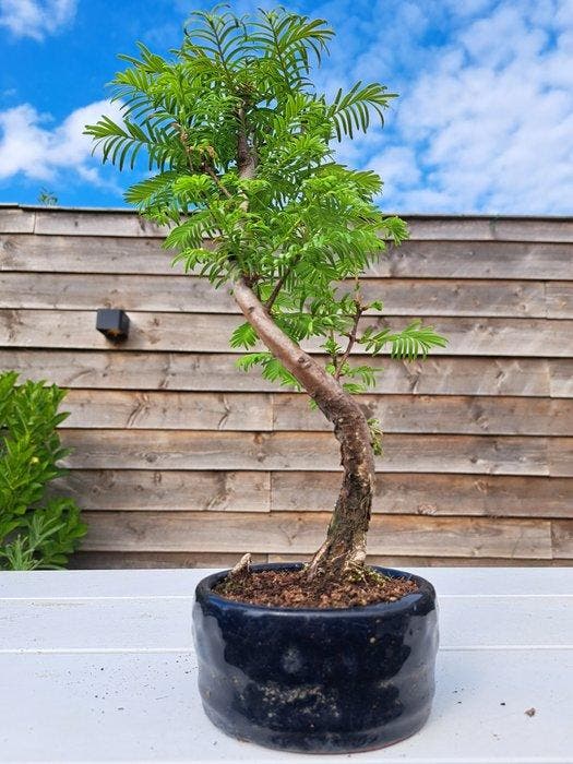 metasequoia bonsai in bonsaischaal - Hoogte (boom): 30 cm -, Antiek en Kunst, Curiosa en Brocante