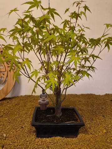 Japanese maple bonsai (Acer palmatum) - Hoogte (boom): 42 cm