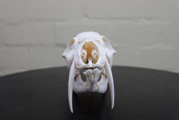 Cerf deau chinois Crâne - Hydropotes inermis - 7.5 cm - 7.5