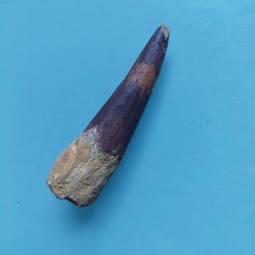 Dinosaurus - Fossiele tand - Spinosaurus aegyptiacus - 102