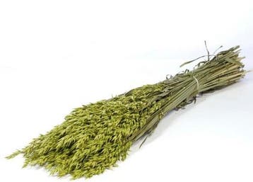 Haver Bundel Groen Avena Groen Wash, Nieuw