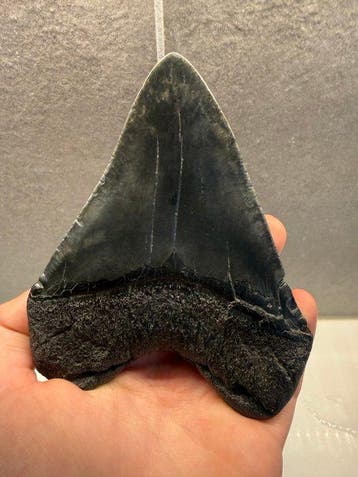Megalodon - Fossiele tand - Otodus Megalodon - 13.5 cm