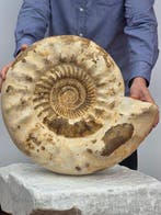 Ammonite géante - 24 kg - Coquillage fossilisé -, Collections