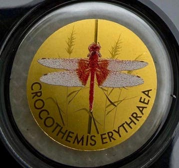 Tsjaad. 3000 Francs Diphiebia & Crocothemis , oro 2 x coins