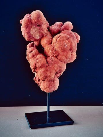 stromatolieten - Fossiele matrix - 27 cm - 23 cm