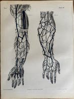 P. S. Duval (XIX) - A Series of Anatomical Plates, Antiek en Kunst