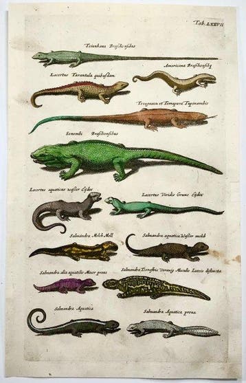 Matthäus Merian (1593-1650) - hand coloured folio, Reptiles:
