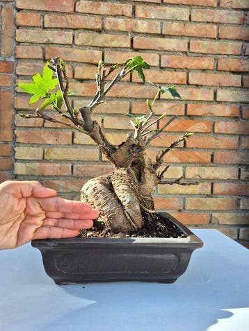 Andere - Hoogte (boom): 34 cm - Diepte (boom): 33 cm -