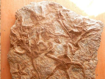 Une dalle de fossiles dOphiuroidea (étoiles de mer) -