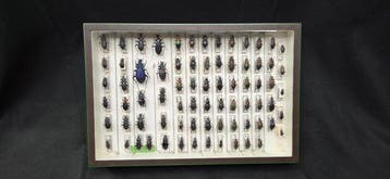 World Carabidae /Carabus - ex French Mr BAILLET Collection