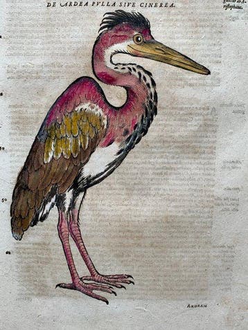 Conrad Gesner - Vogelbuch - 1617