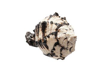 Zwarte Ramo-Murex-schelp | Chicoreus ramosus zwart - Top