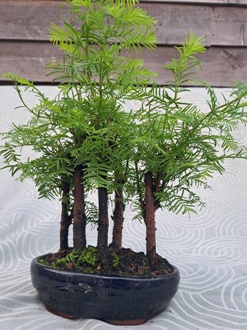 metasequoia bos in bonsaischaal - Hoogte (boom): 27 cm -