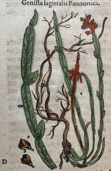 Pietro Andrea Mattioli - Contemporary hand-coloured leaf