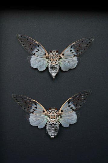 cigale Support de corps entier pour taxidermie - Ayuthia, Antiek en Kunst