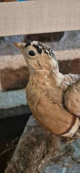 Ganga quadribande Taxidermie wandmontage - Pterocles