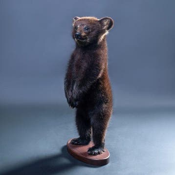 Zwarte beer Taxidermie volledige montage - Ursus americanus, Nieuw