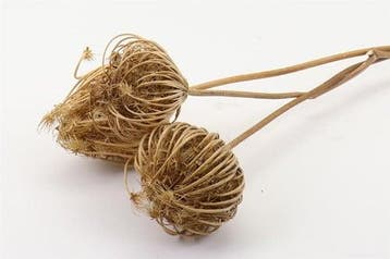 Dill Anethum droogbloemen Bundel 3pc L50.0, Nieuw