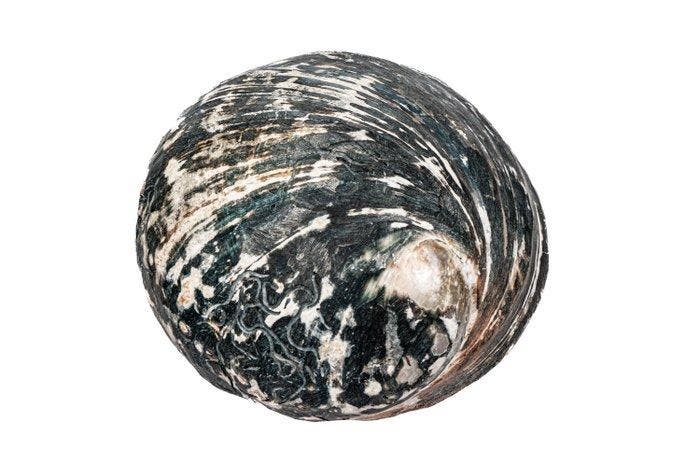 RARITEIT: Haliotis cracherodii (Black Abalone) •, Verzamelen, Dierenverzamelingen
