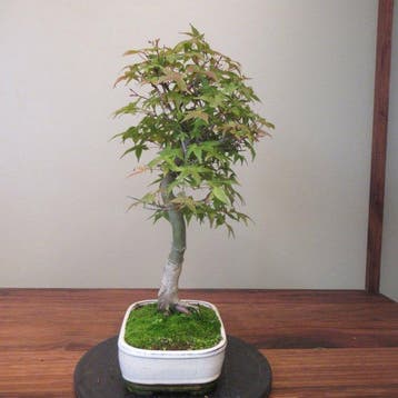 Acer palmatum - Hauteur (arbre) : 43 cm - Profondeur (arbre)