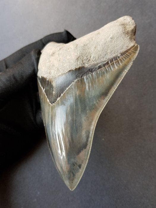 Megalodon - Fossiele tand - 138 mm - 109 mm, Verzamelen, Mineralen en Fossielen