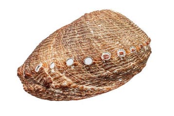 Haliotis walallensis - Zeldzame Platte Abalone -, Verzamelen, Nieuw