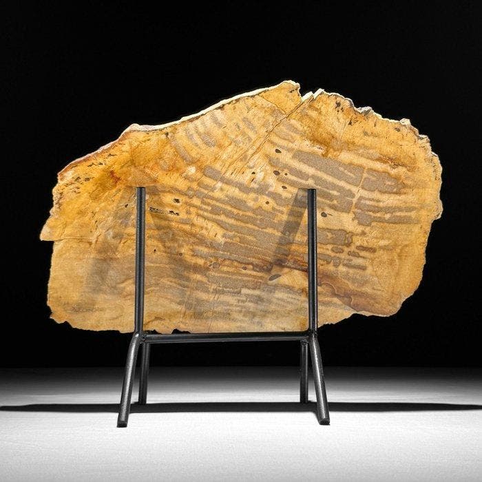 Magnifique tranche de bois pétrifié sur un socle, Antiquités & Art, Art | Objets design