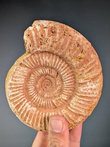 Ammoniet - Gefossiliseerde schelp - Perisphinctes sp. - 14
