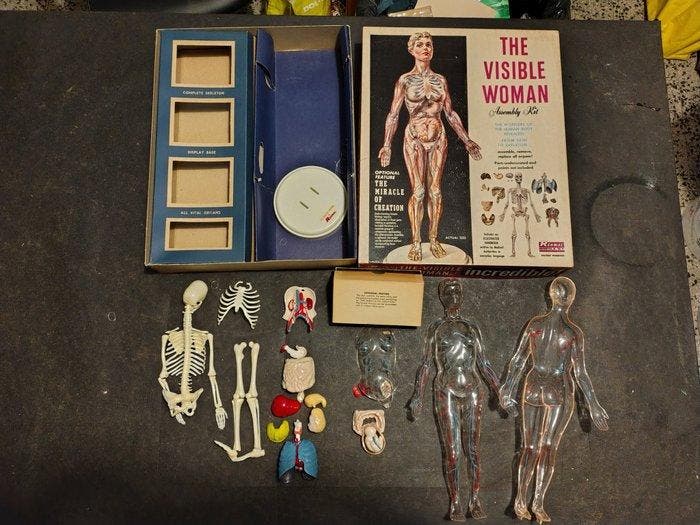 Anatomisch model - Plastic - 1950-1960 - De zichtbare vrouw, Antiek en Kunst, Antiek | Wandborden en Tegels