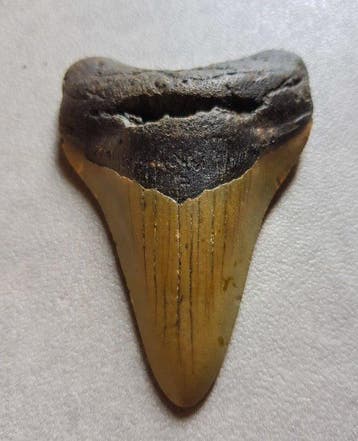 Megalodon - Fossiele tand - 9.8 cm - 6.6 cm