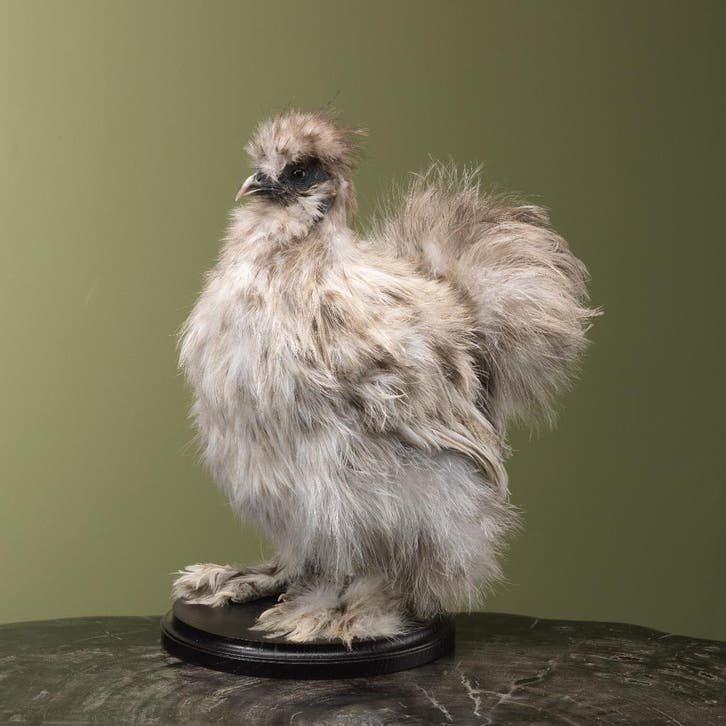Zijdehoen Taxidermie Opgezette Dieren By Max, Verzamelen, Dierenverzamelingen, Opgezet dier, Nieuw, Vogel, Ophalen of Verzenden