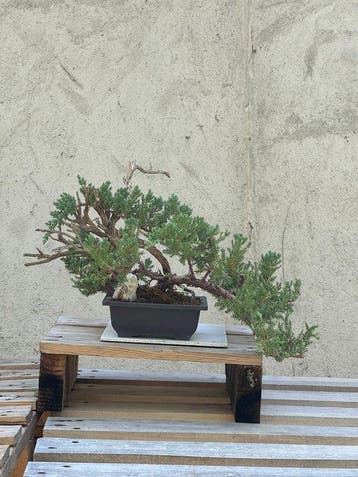 Jeneverbes bonsai (Juniperus) - Hoogte (boom): 29 cm -