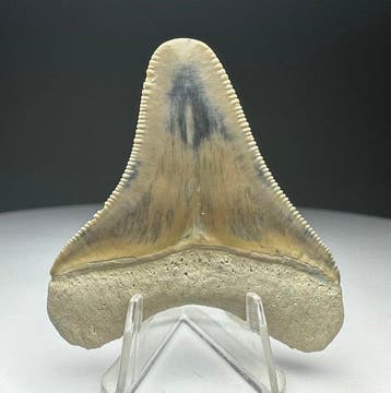 Mégalodon - Dent fossile - 5 cm - 4 cm, Verzamelen