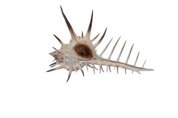 Zeldzame doornslak (Murex ternispina) 96 mm | Giant Size Top, Nieuw