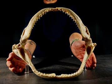 grande mâchoire de requin tissitore Support de corps entier
